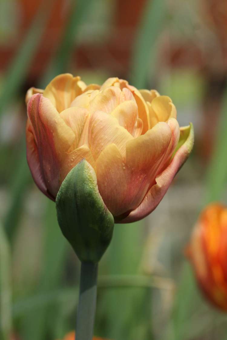 Tulpe 'La Belle Époque'
